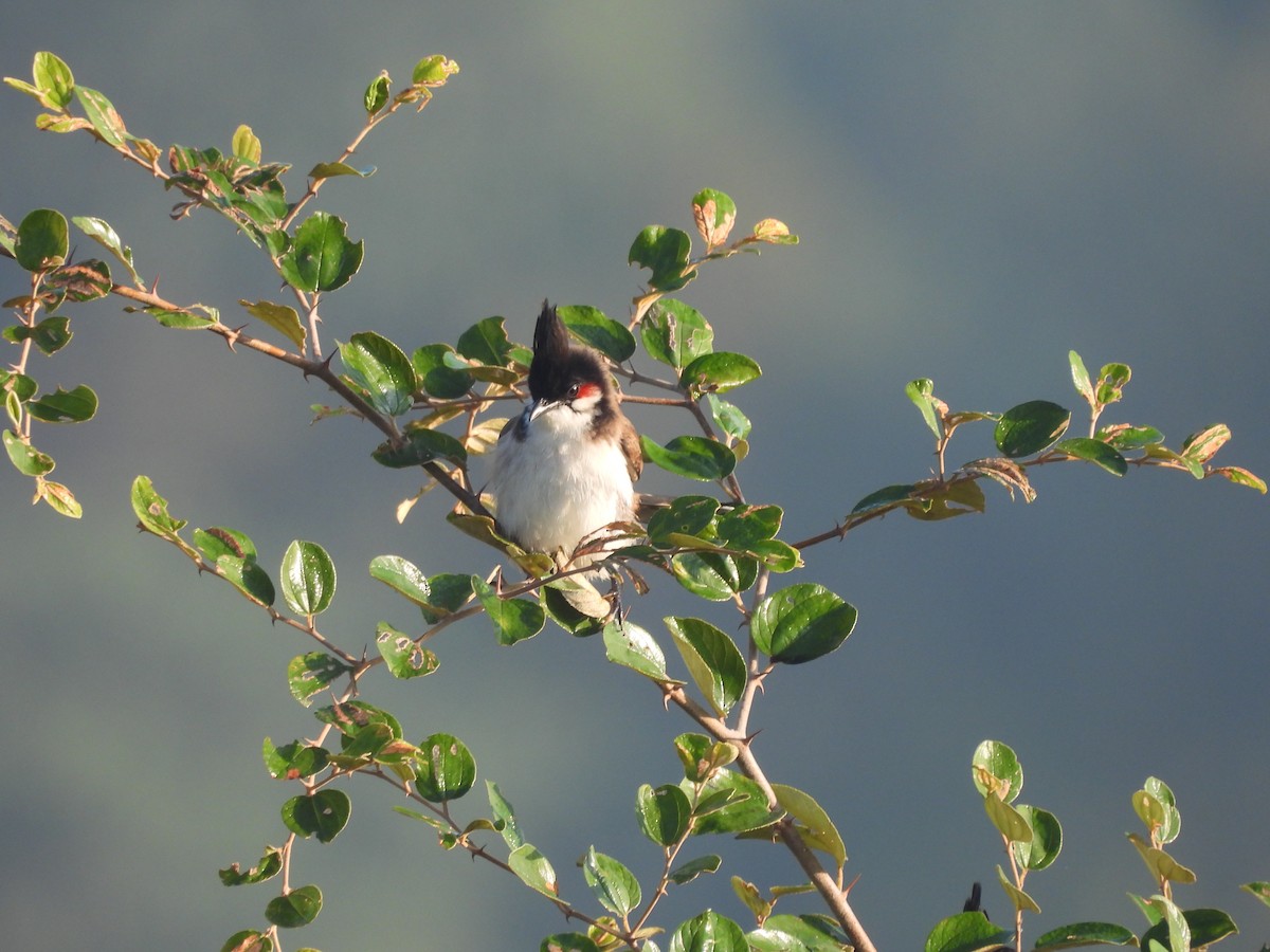 Bulbul Orfeo - ML644992518