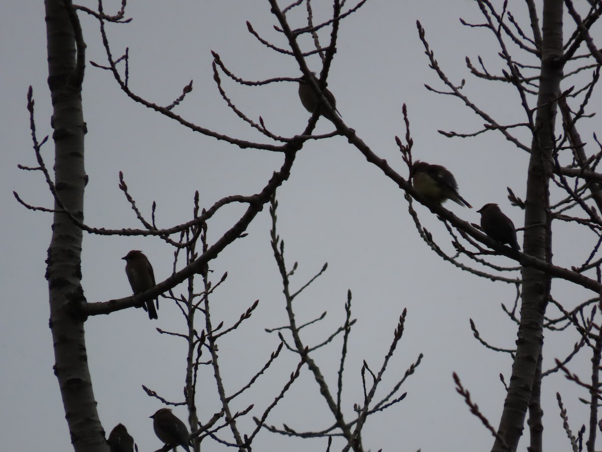 Cedar Waxwing - ML644992535