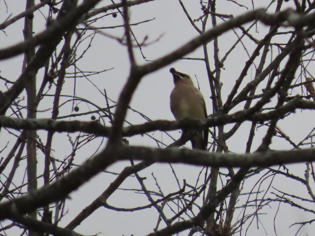 Cedar Waxwing - ML644992536