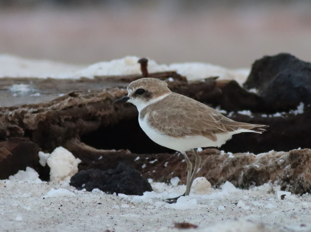 Kentish Plover - ML644992561