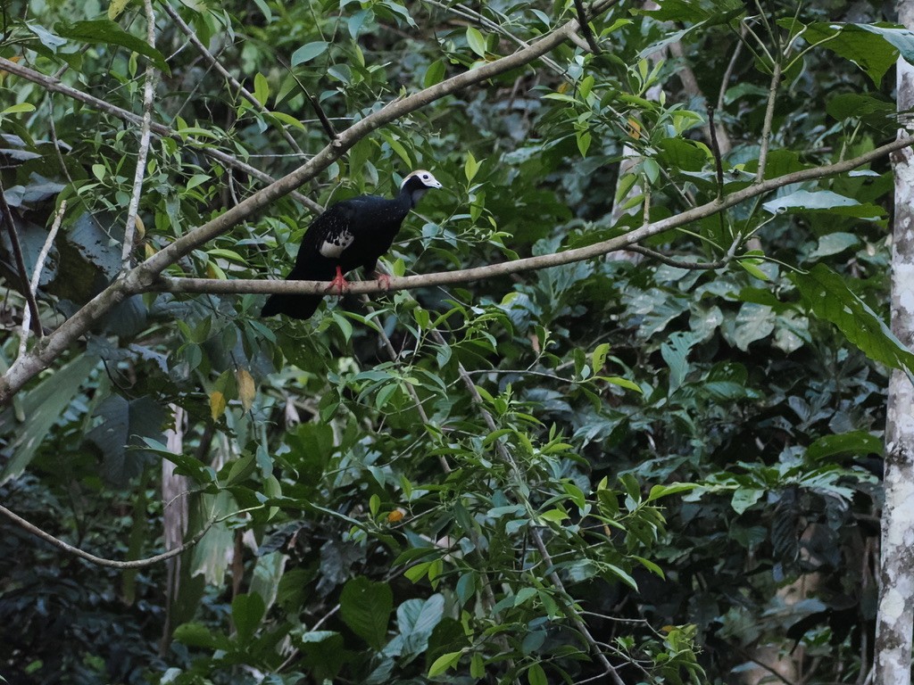 Blue-throated Piping-Guan - ML644992564