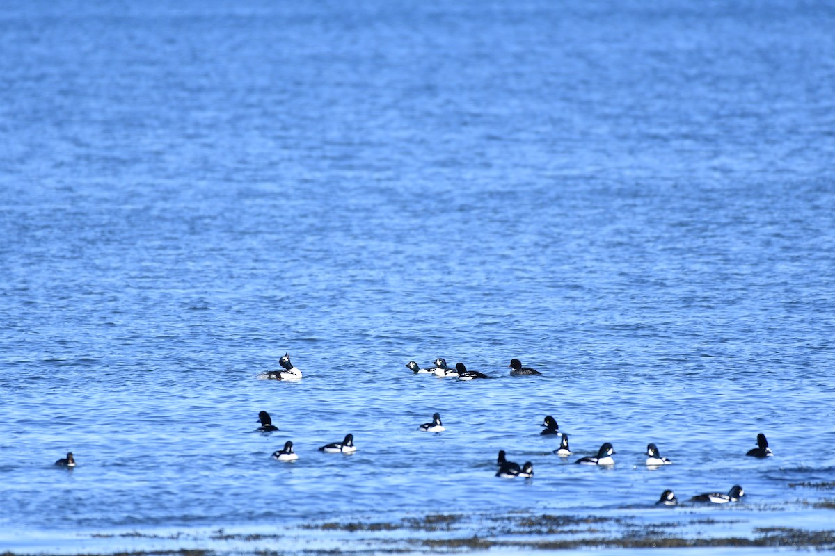 Barrow's Goldeneye - ML644992569