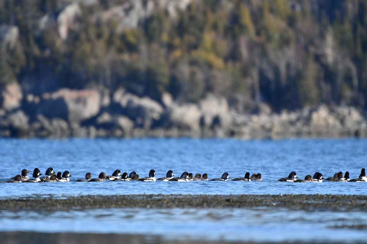 Barrow's Goldeneye - ML644992570