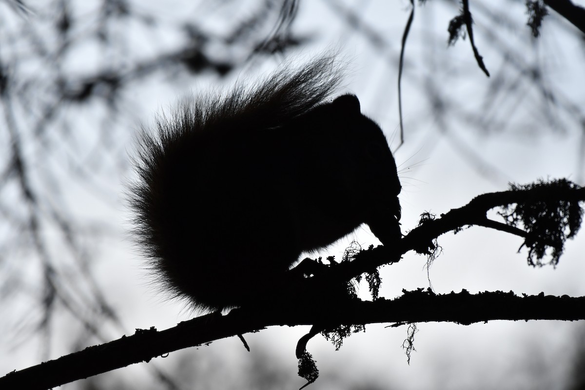 American Red Squirrel - ML644992572