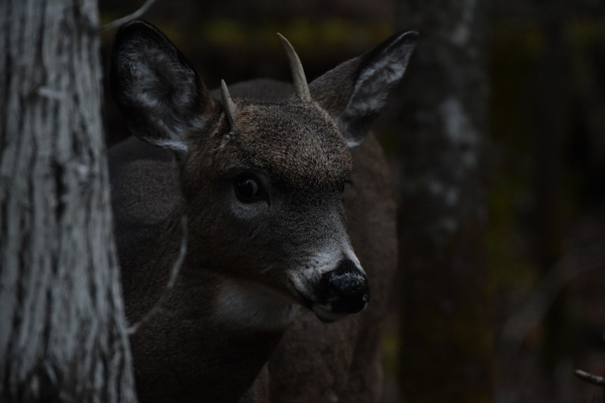White-tailed Deer - ML644992573