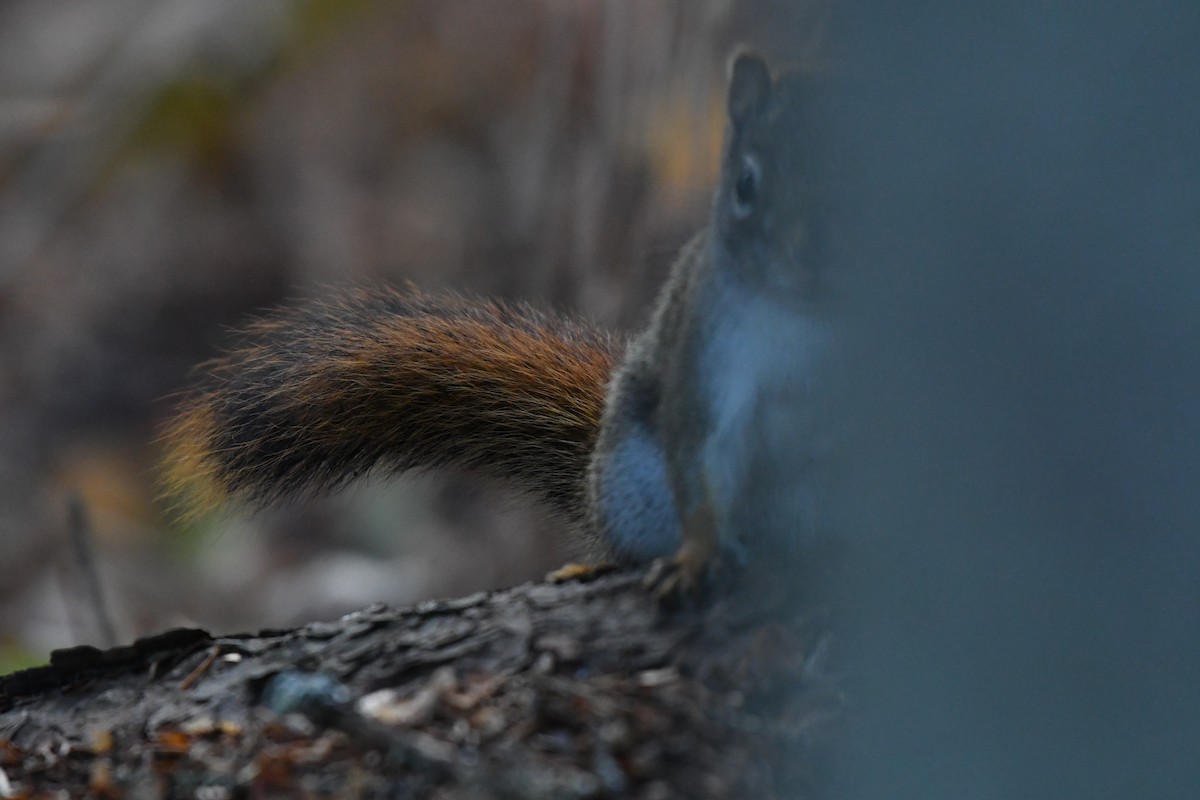 American Red Squirrel - ML644992574