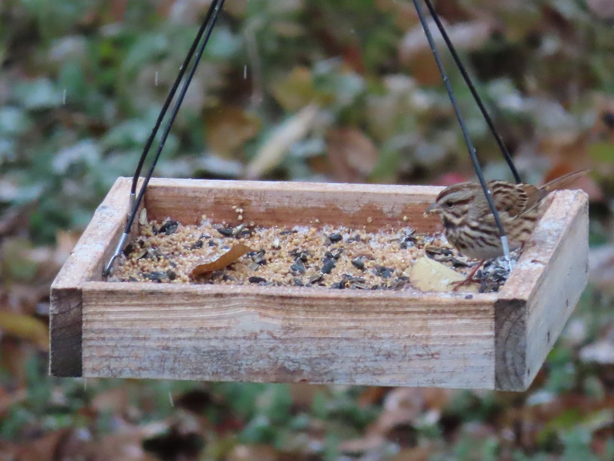 Song Sparrow - ML644992577