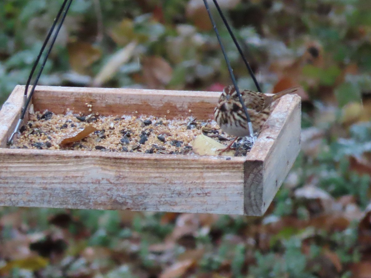 Song Sparrow - ML644992578