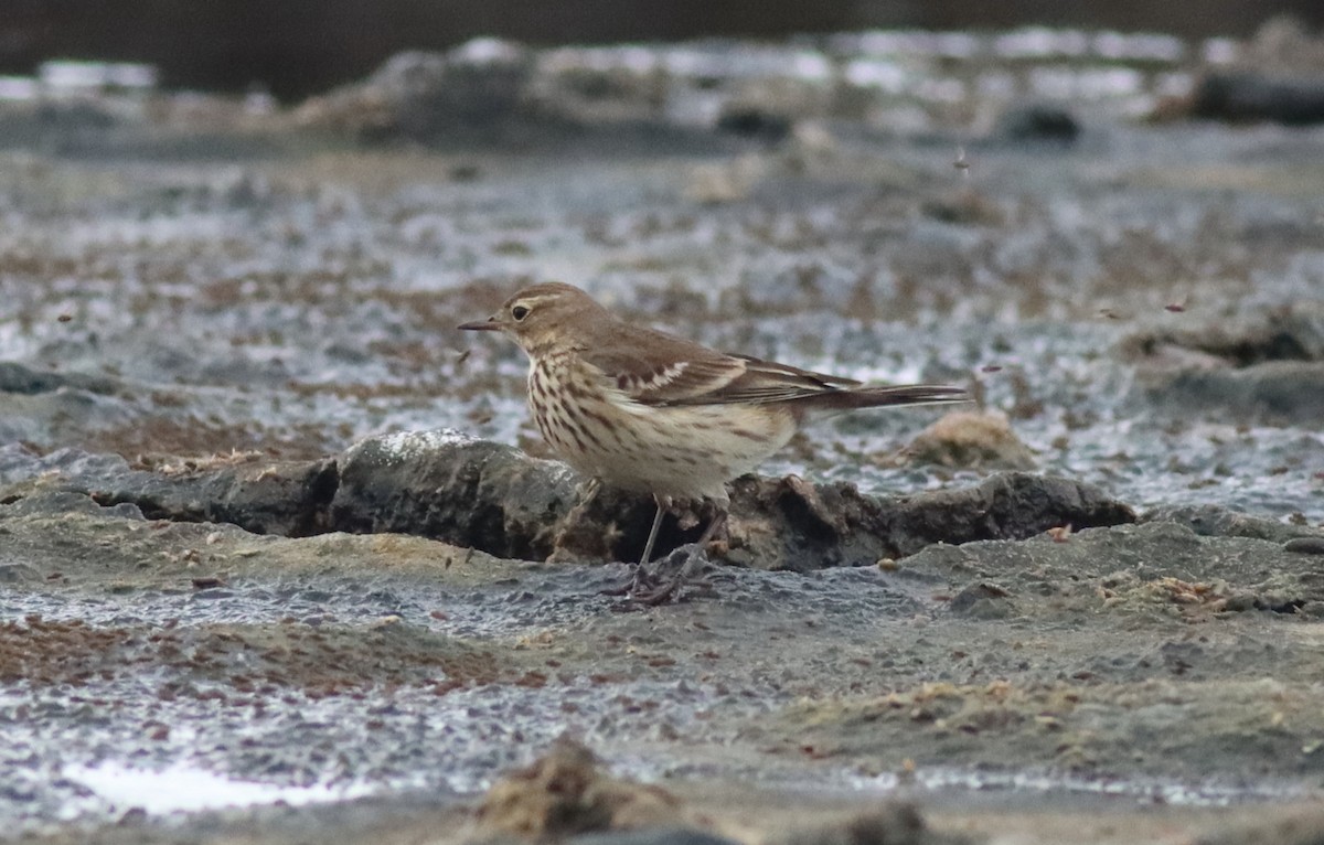 American Pipit - ML644992579