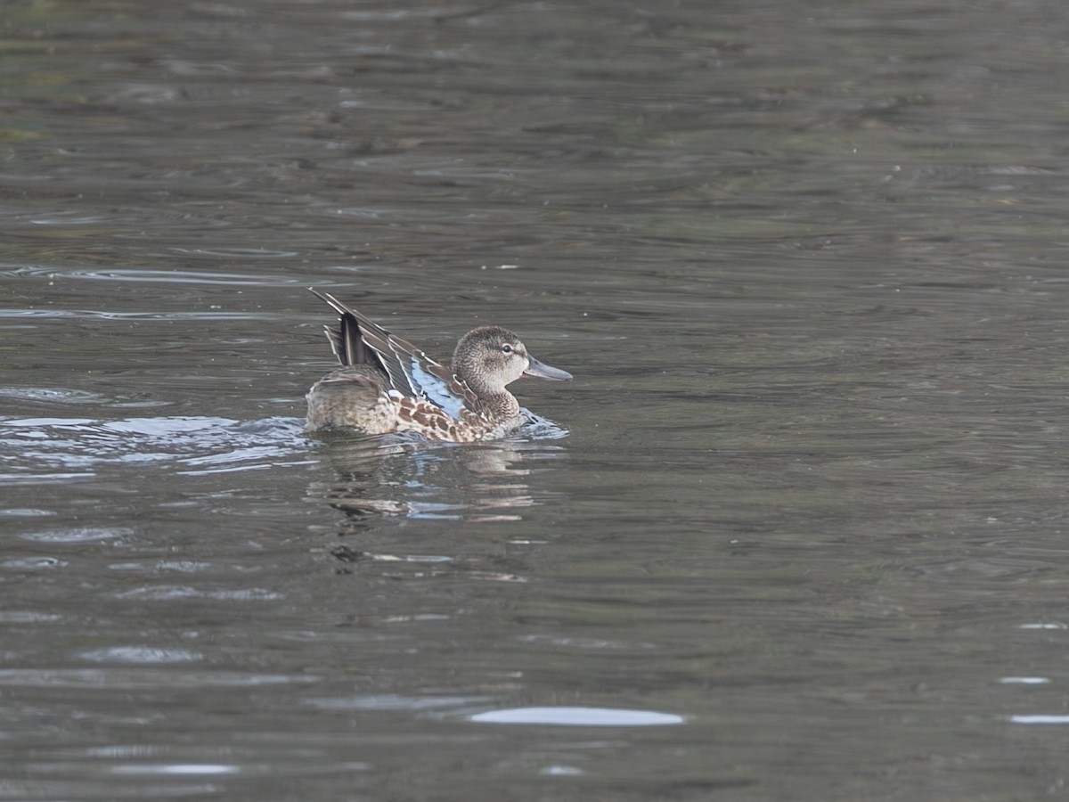 Blue-winged Teal - ML644992589