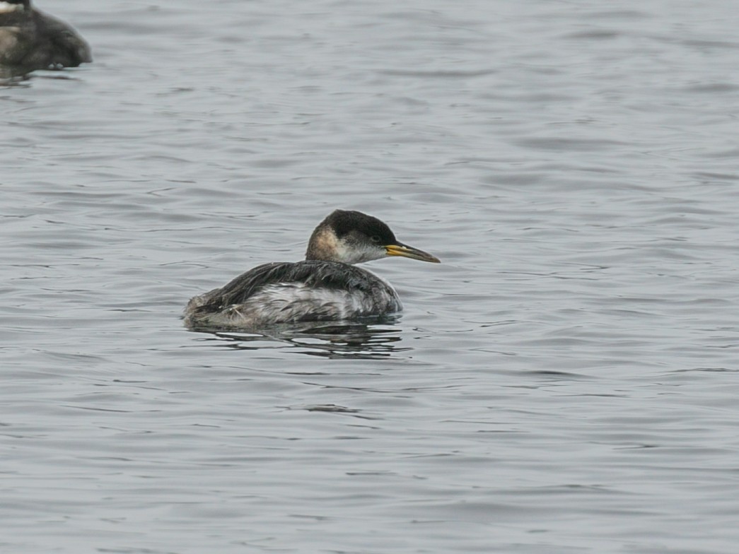 Буурал шунгуур - ML644992603