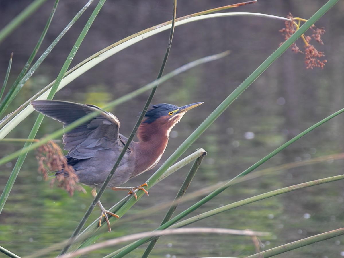 Green Heron - ML644992607
