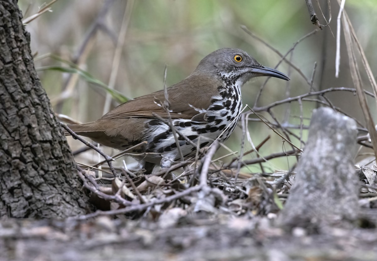 Long-billed Thrasher - ML644992629