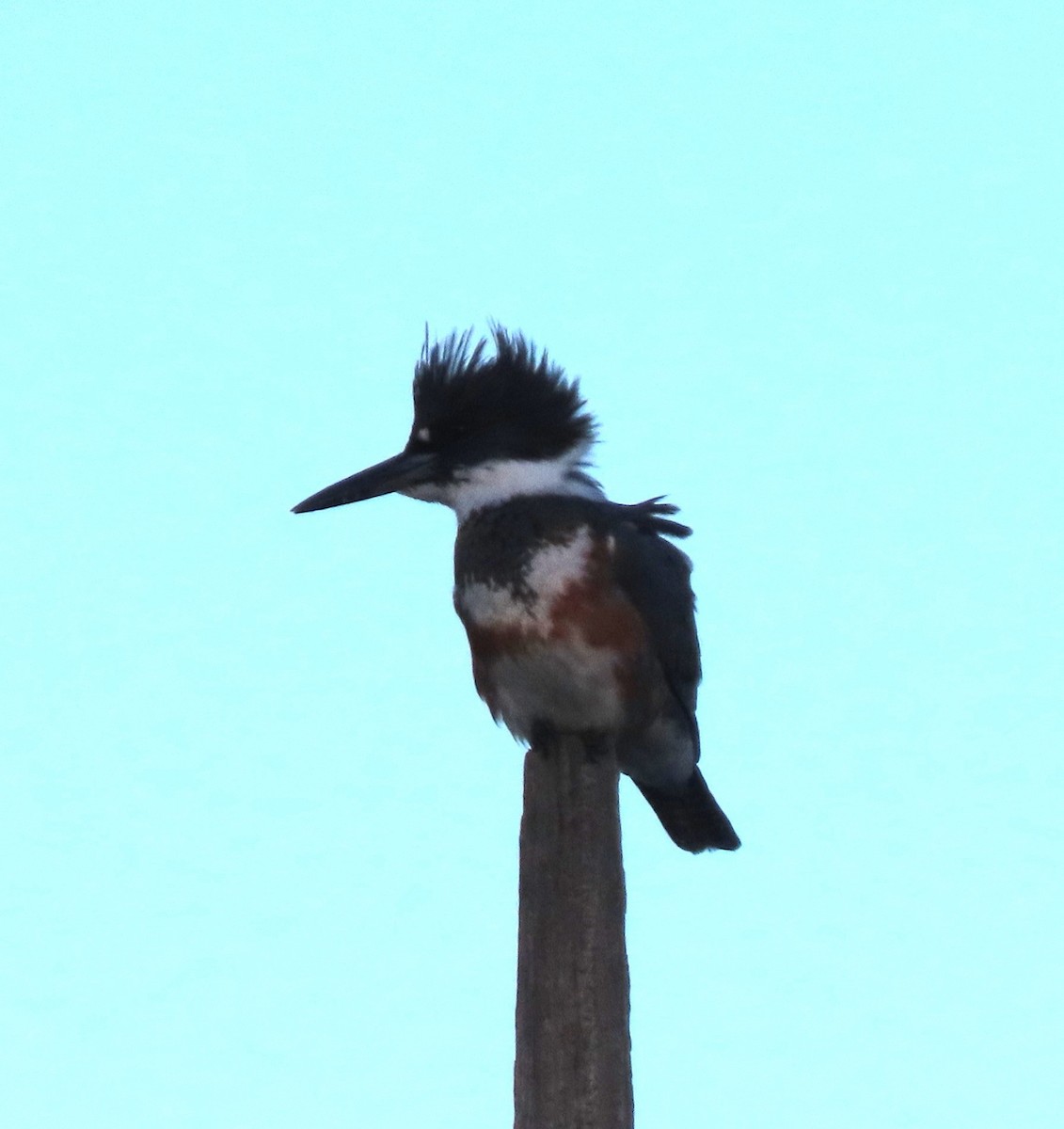 Belted Kingfisher - ML644992632