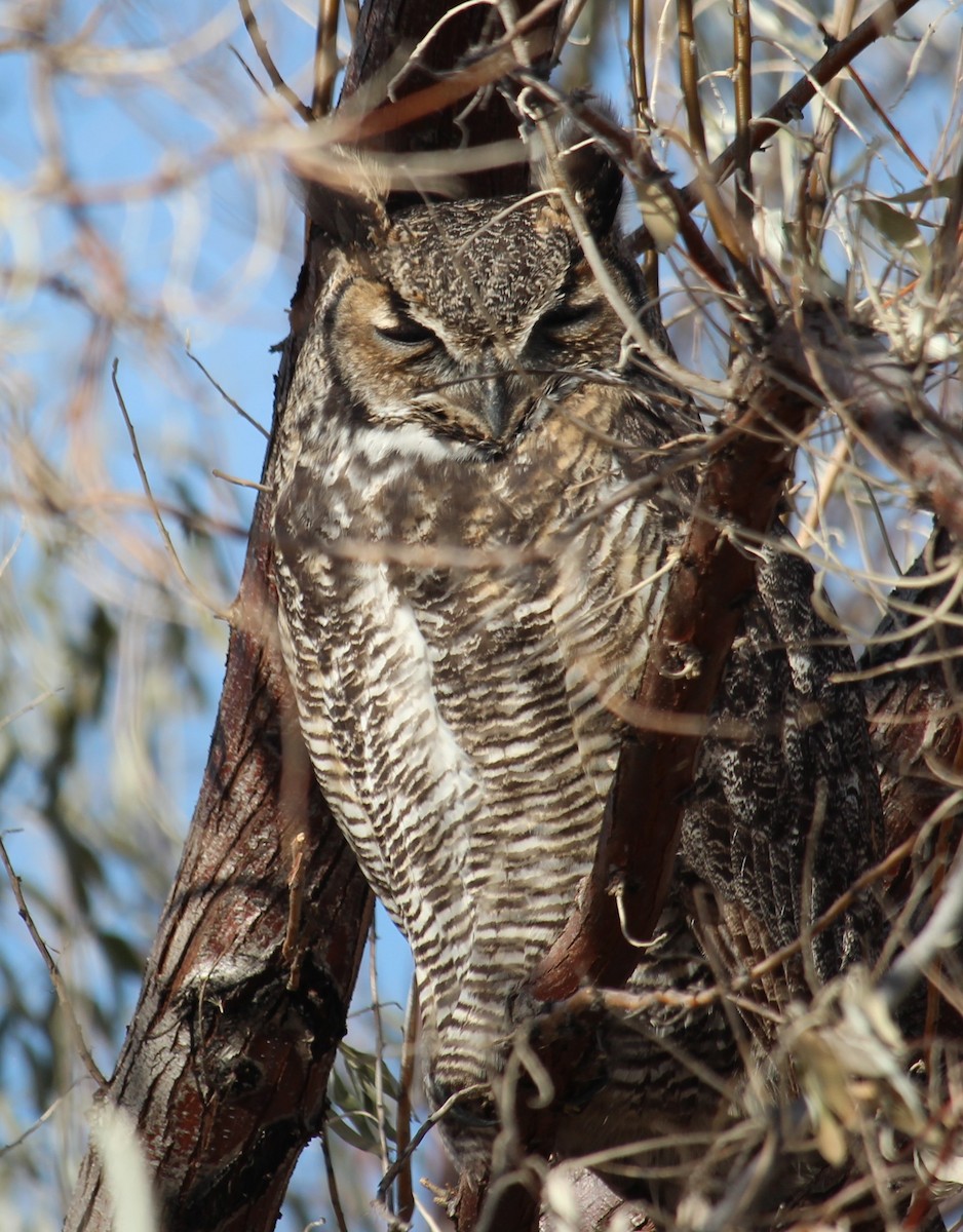 Great Horned Owl - ML644992634