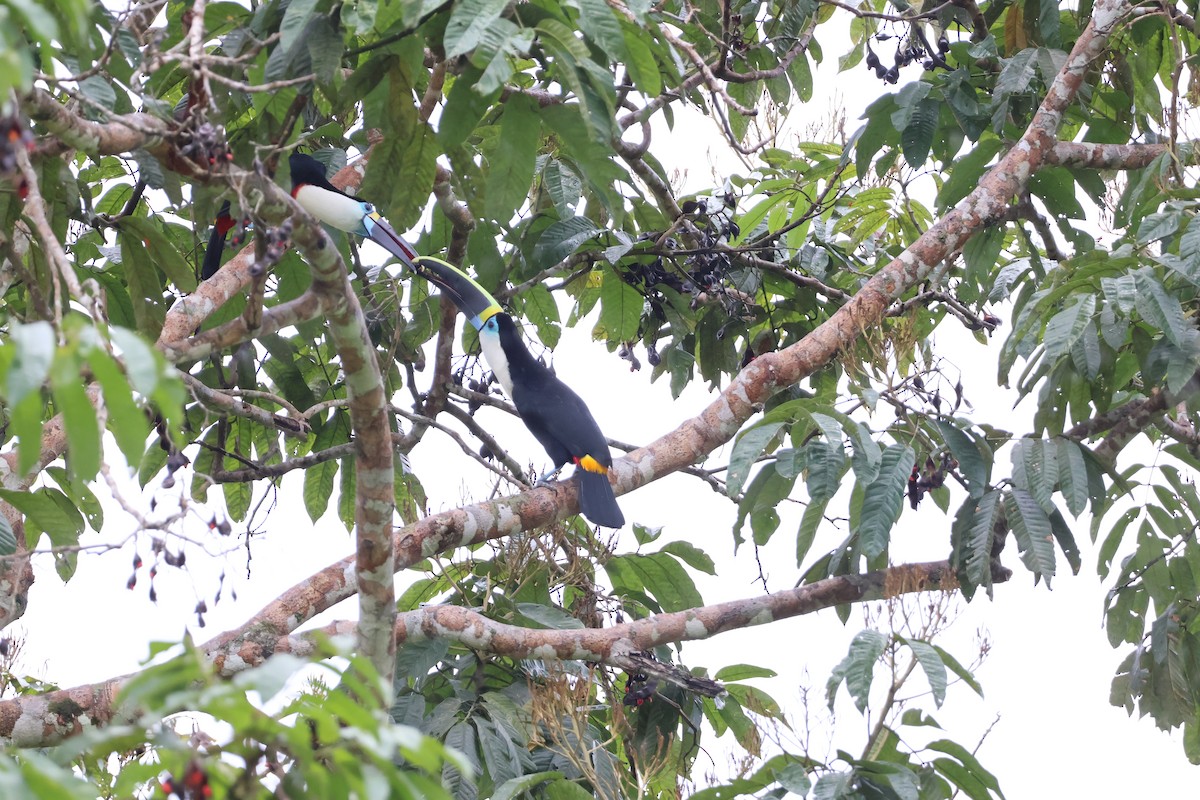 White-throated Toucan - ML644992642