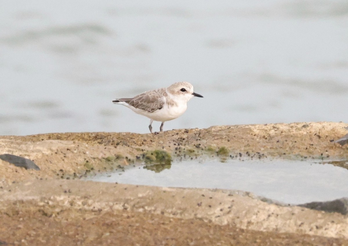 White-faced Plover - ML644992663