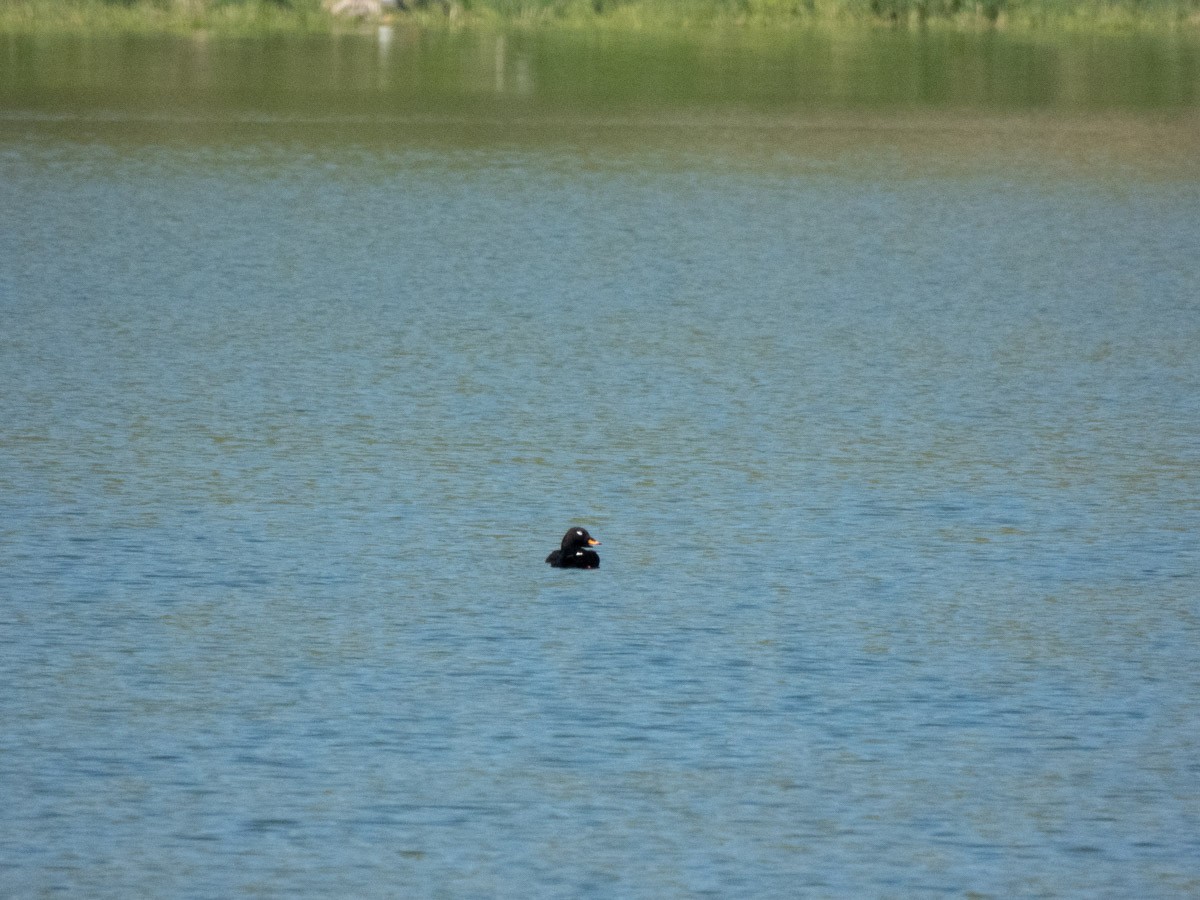 Velvet Scoter - ML644992665