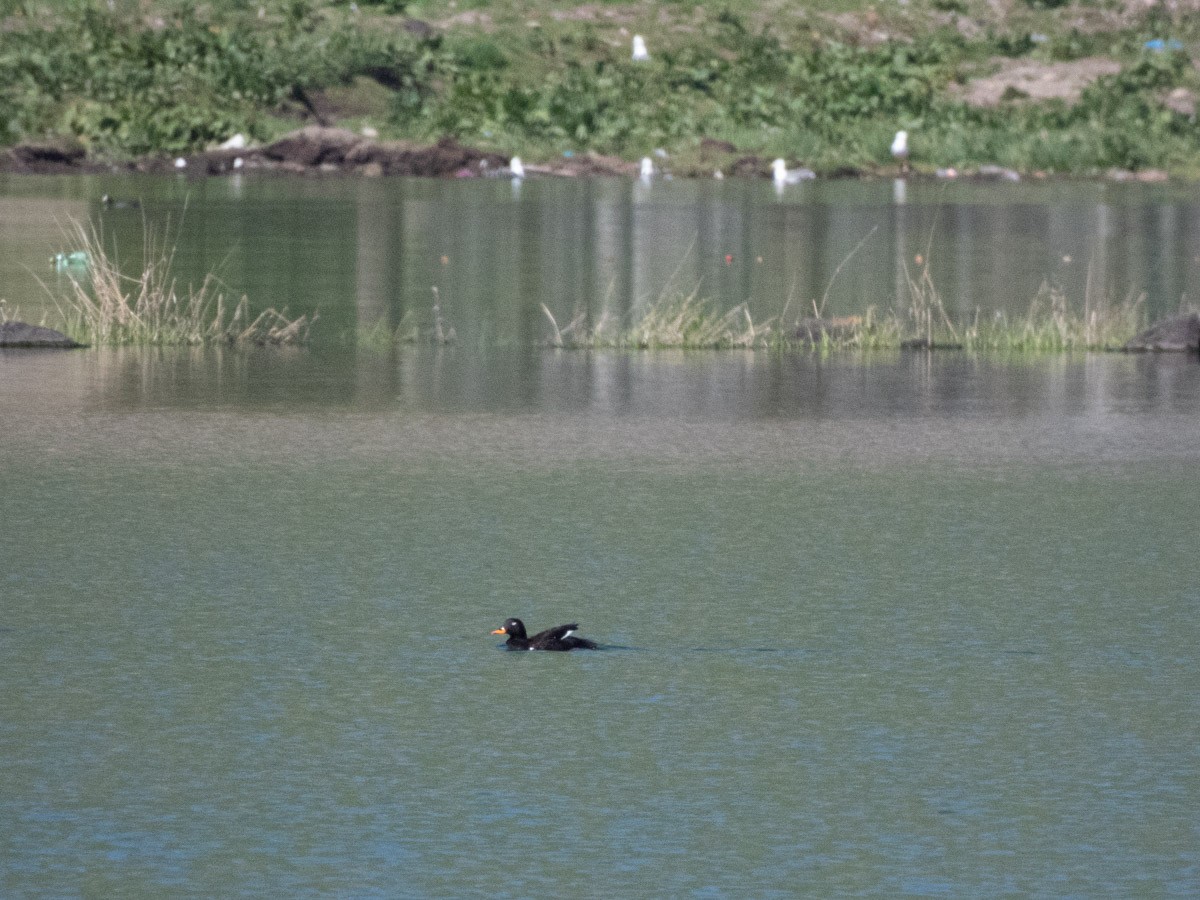 Velvet Scoter - ML644992666