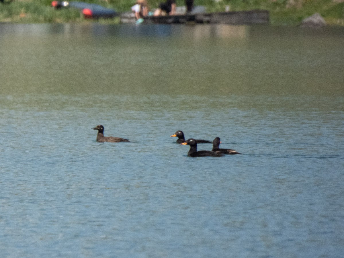 Velvet Scoter - ML644992667