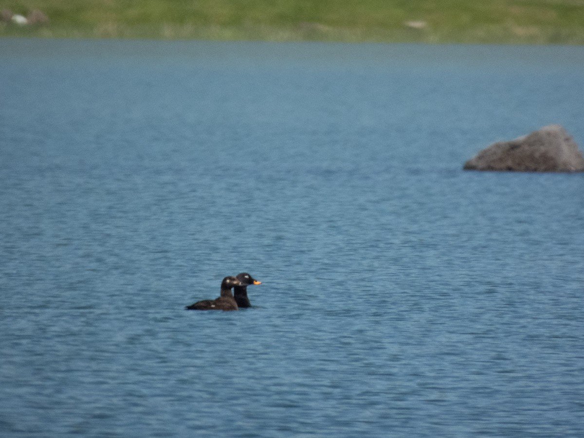 Velvet Scoter - ML644992668