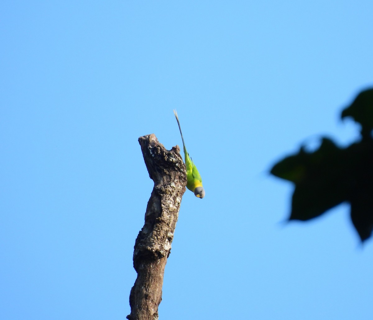 Plum-headed Parakeet - ML644992669