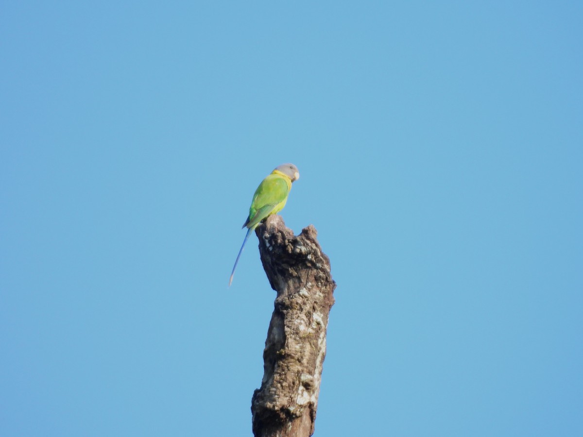 Plum-headed Parakeet - ML644992670