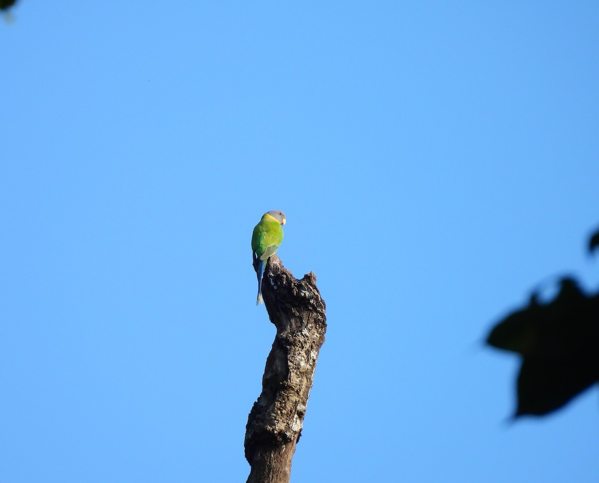 Plum-headed Parakeet - ML644992671