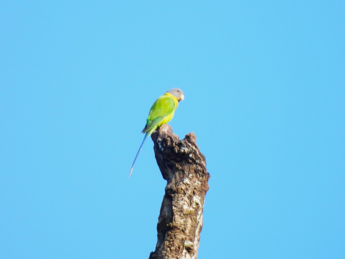 Plum-headed Parakeet - ML644992672