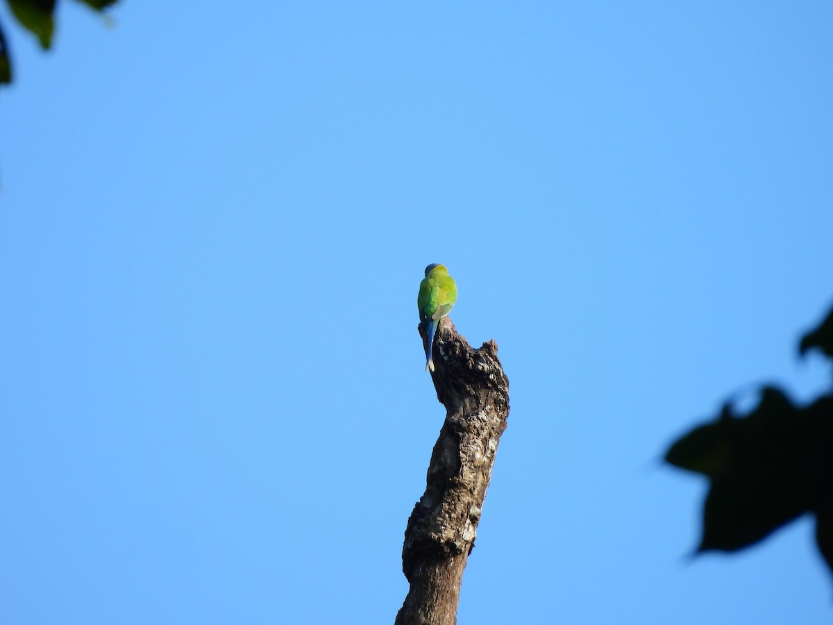 Plum-headed Parakeet - ML644992673