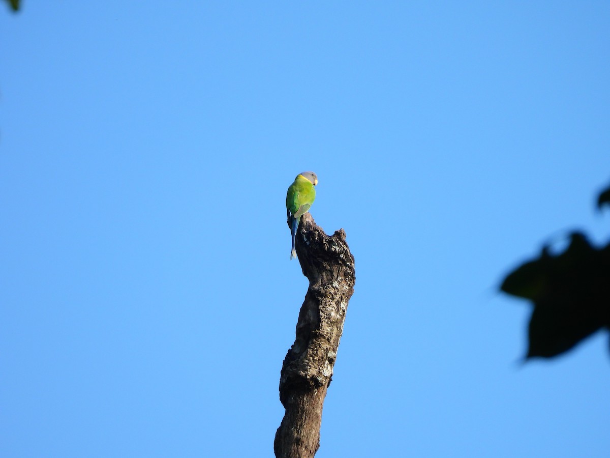 Plum-headed Parakeet - ML644992674