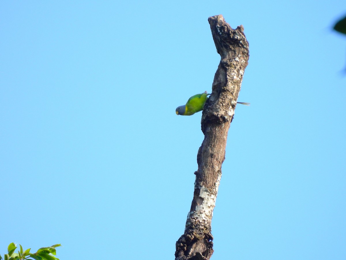 Plum-headed Parakeet - ML644992675