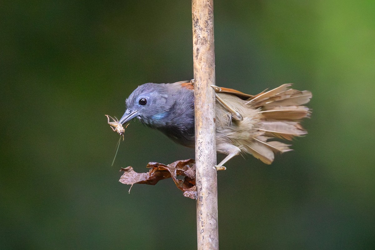 Gray-hooded Babbler - ML644992678