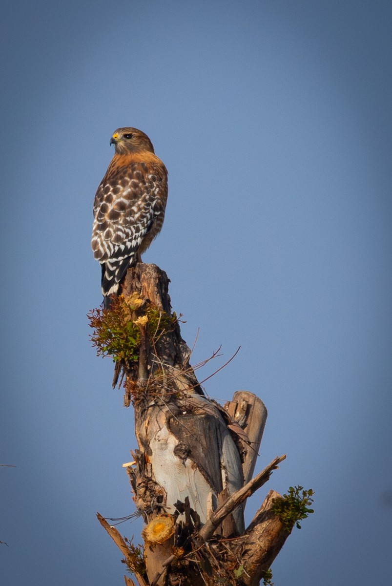 Red-shouldered Hawk - ML644992679