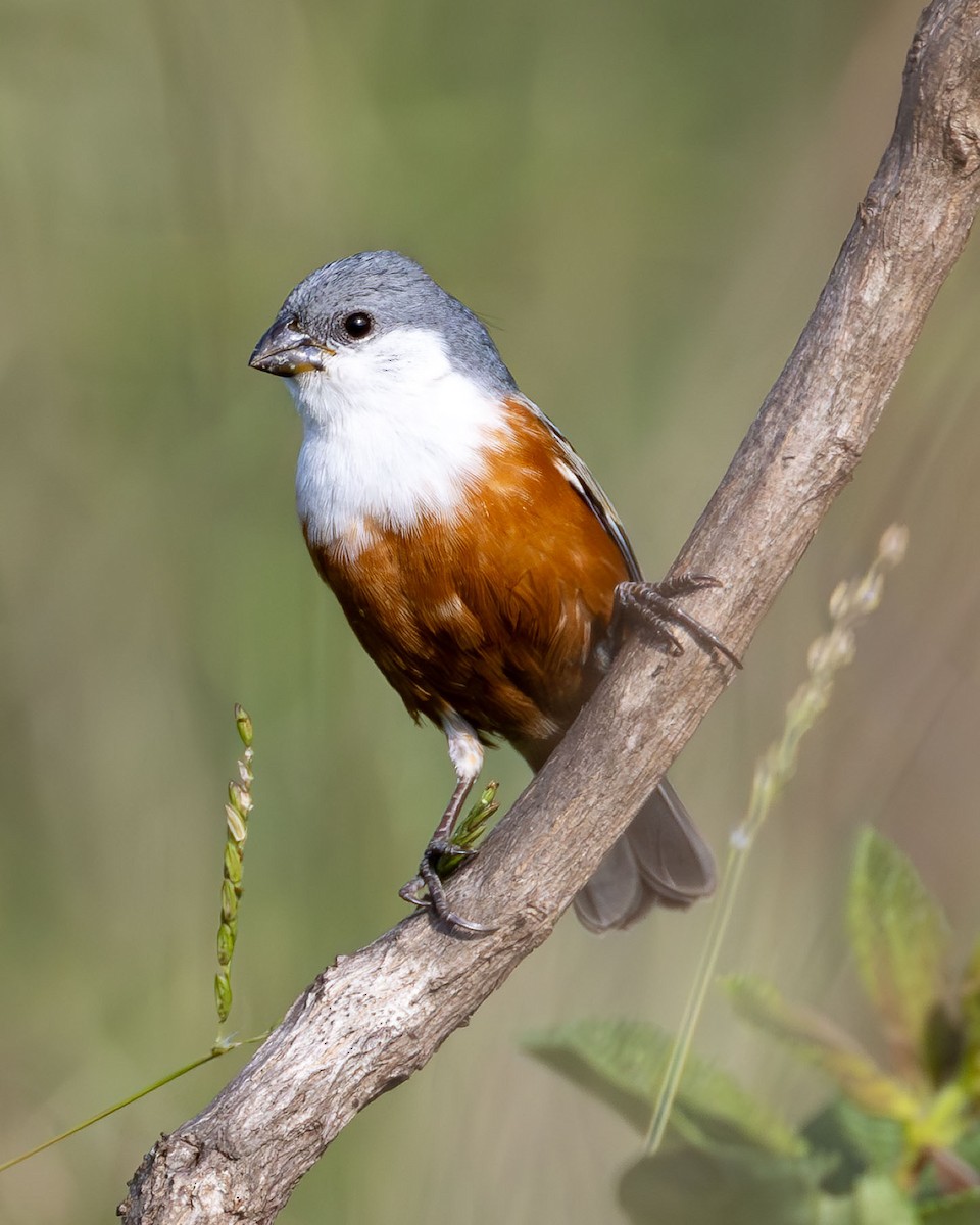 Marsh Seedeater - ML644992695