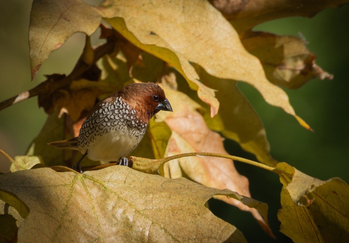Scaly-breasted Munia - ML644992705