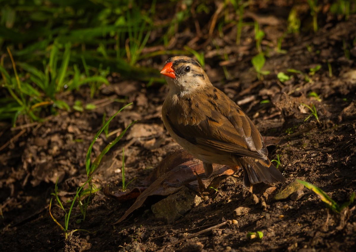 Pin-tailed Whydah - ML644992720