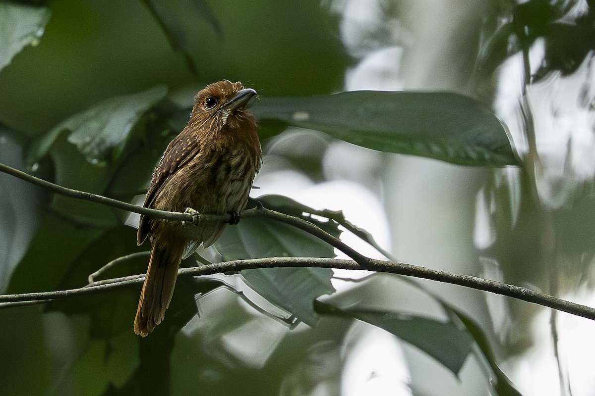White-whiskered Puffbird - ML644992742