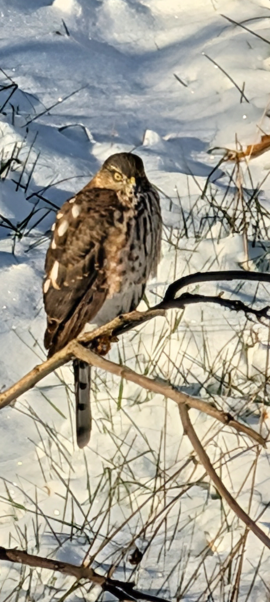 Sharp-shinned Hawk - ML644992757