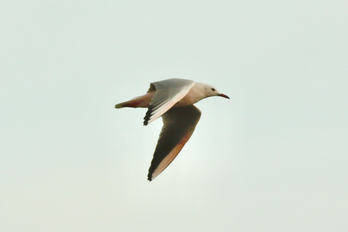 Slender-billed Gull - ML644992762