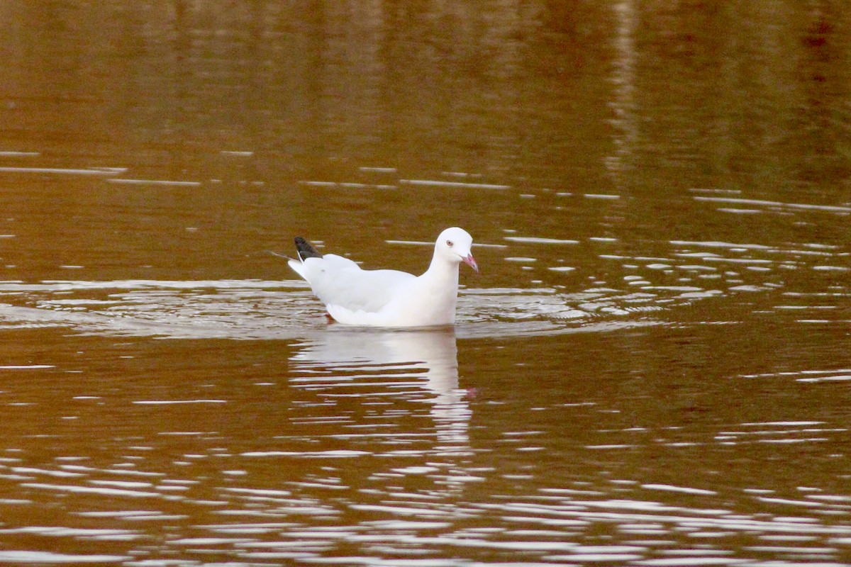 Slender-billed Gull - ML644992763