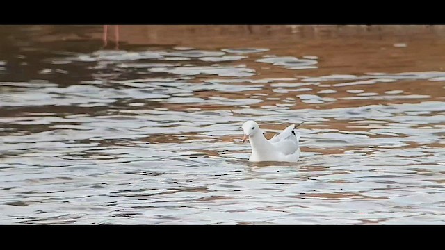 İnce Gagalı Martı - ML644992766