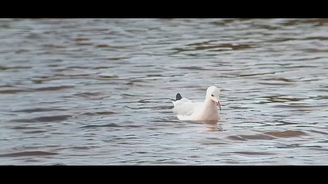 İnce Gagalı Martı - ML644992767