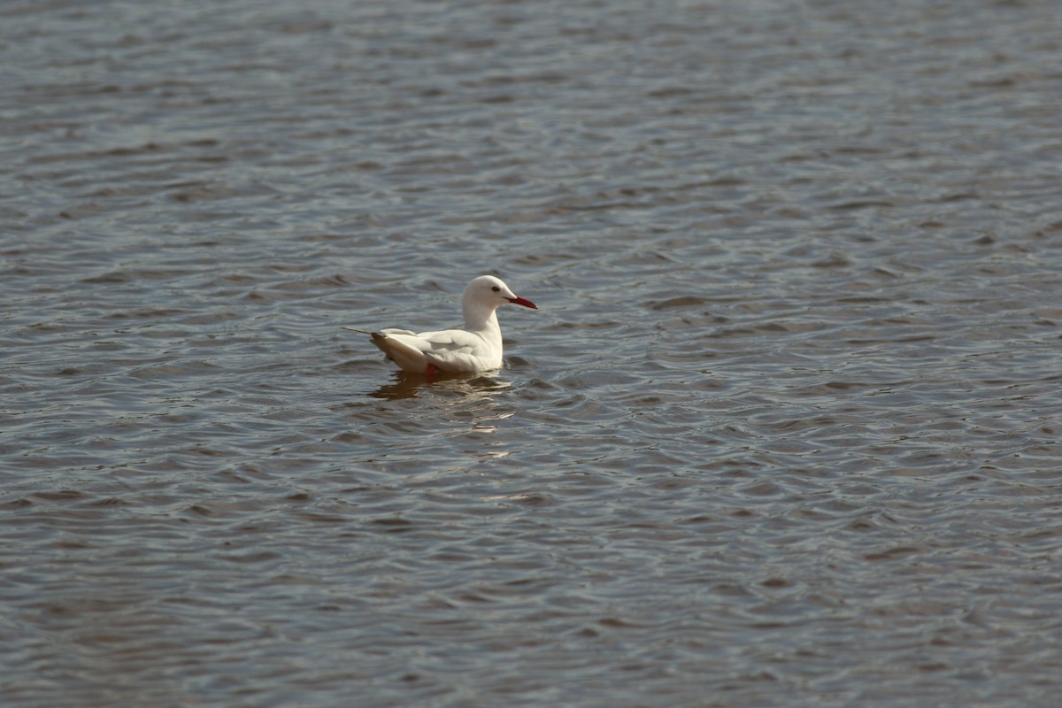 Slender-billed Gull - ML644992768