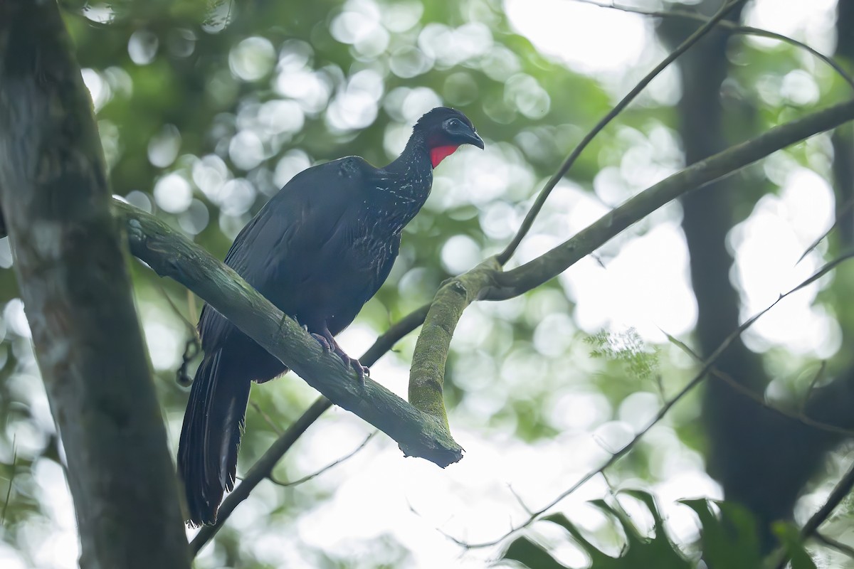 Crested Guan - ML644992770