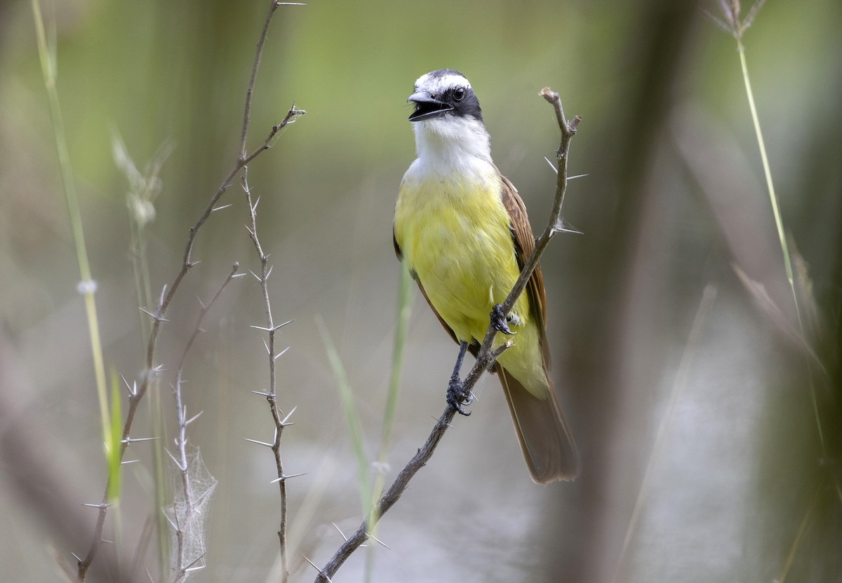 Great Kiskadee - ML644992773
