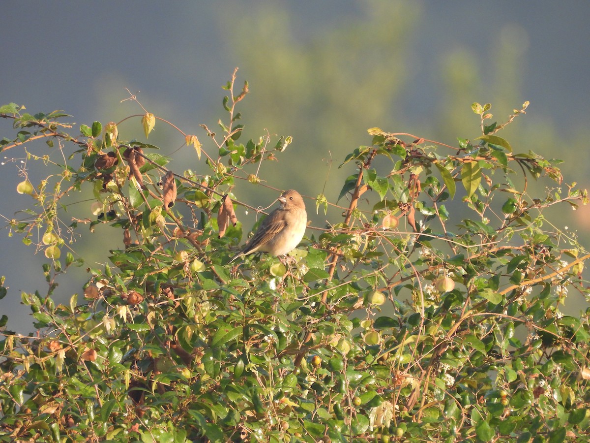Camachuelo Carminoso - ML644992783