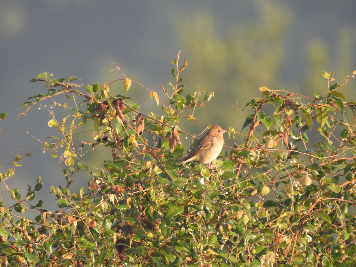 Camachuelo Carminoso - ML644992784