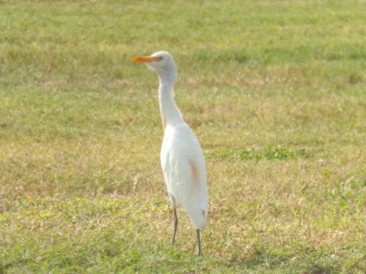 Western Cattle-Egret - ML644992798