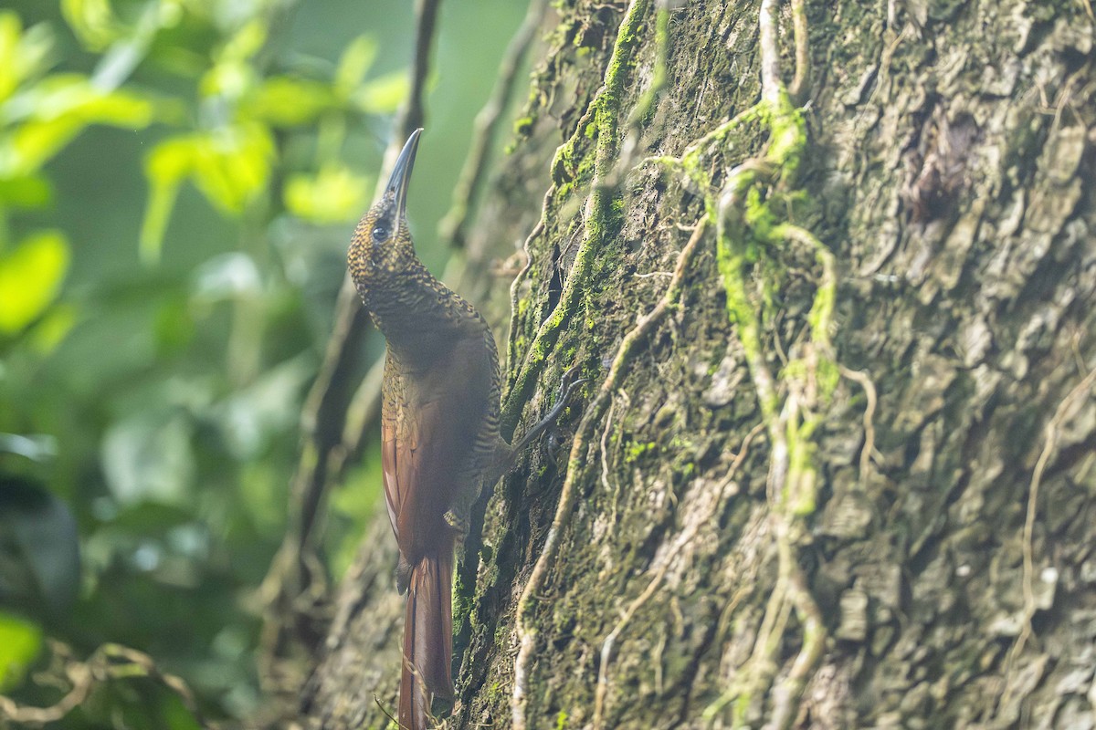 Northern Barred-Woodcreeper - ML644992808